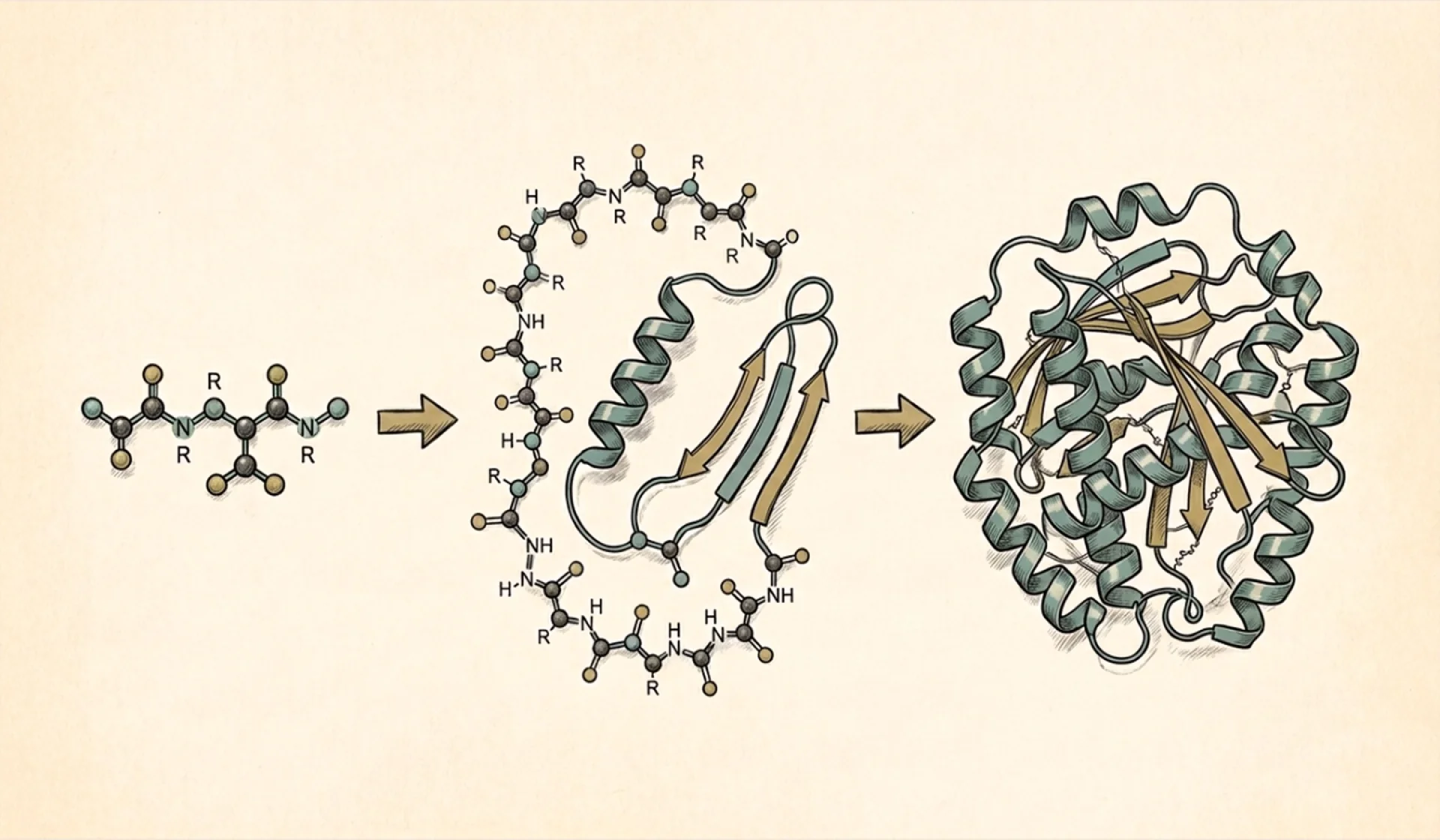Peptide vs. Protein vs. Polypeptide